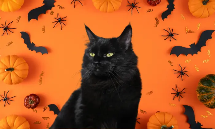 halloween names for cats