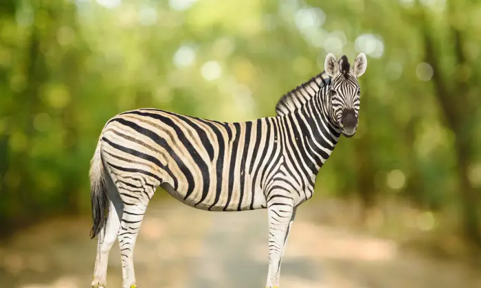 names for zebras