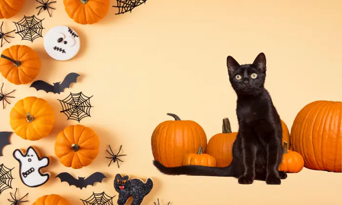 unique spooky cat names