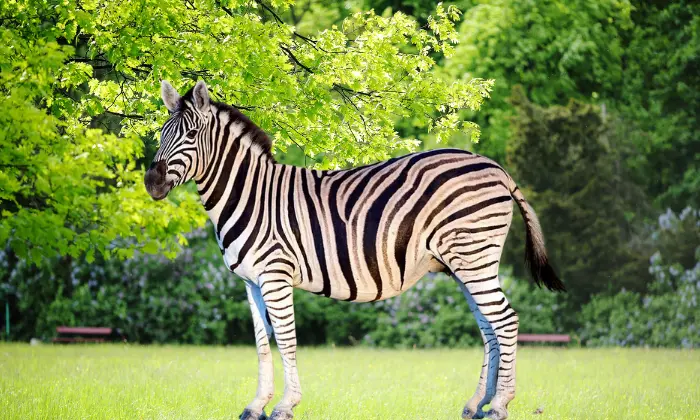 zebra names