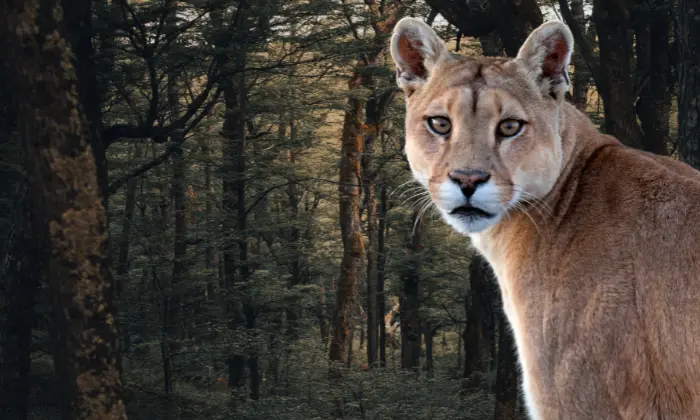 Cougar scientific name