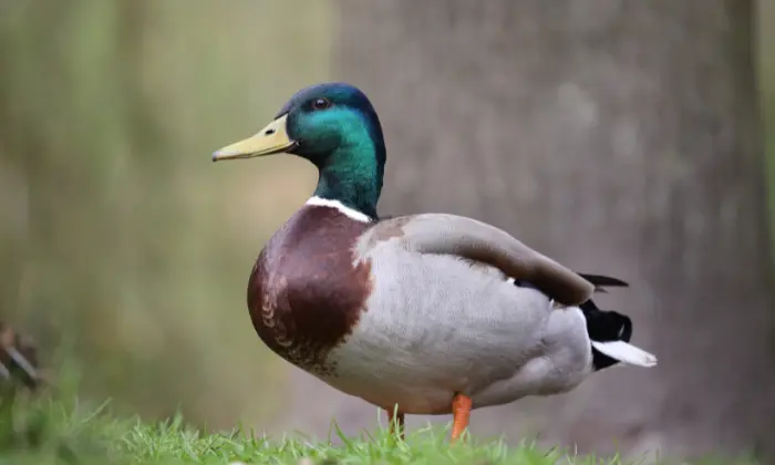 baby duck names