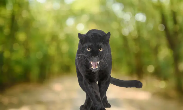 baby panther