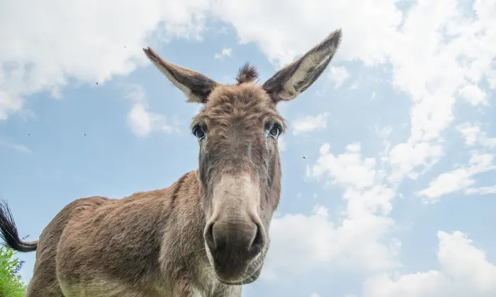 badass donkey names