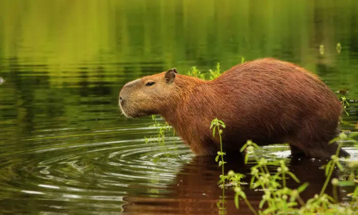 capybara names