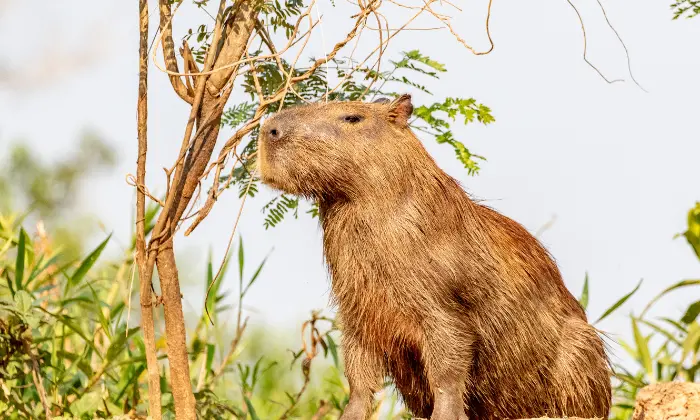 capybara nickname