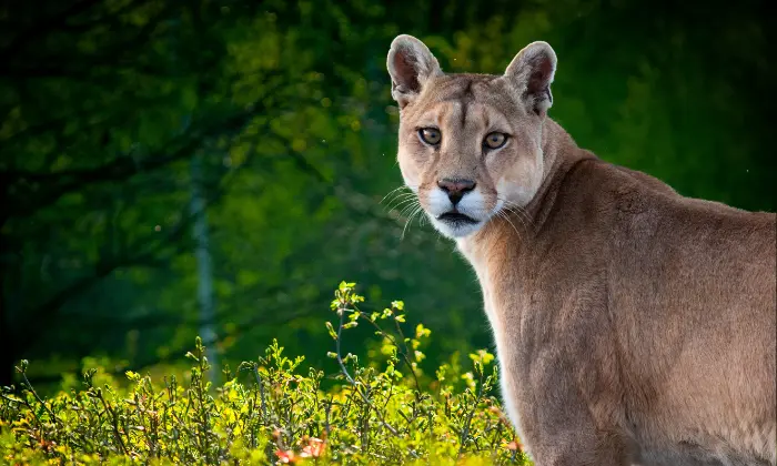 cougar names female