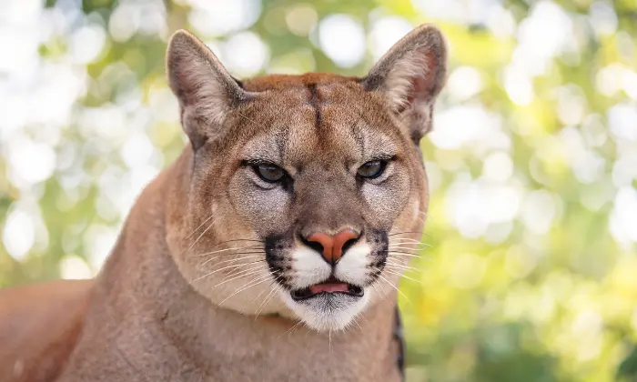 cougar names male