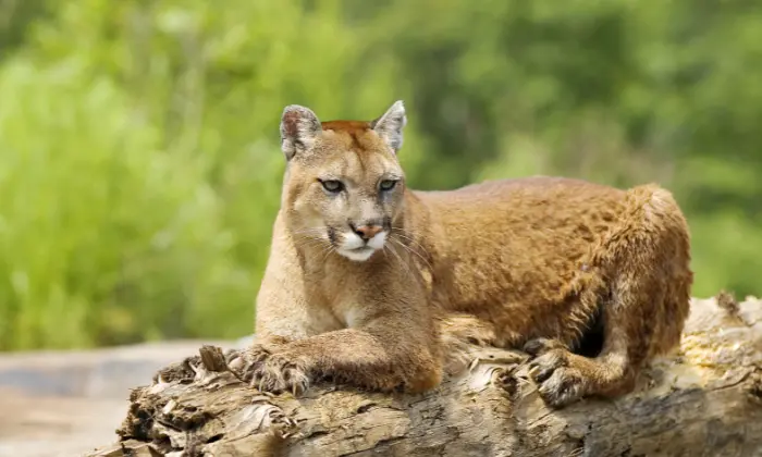 cute cougar names