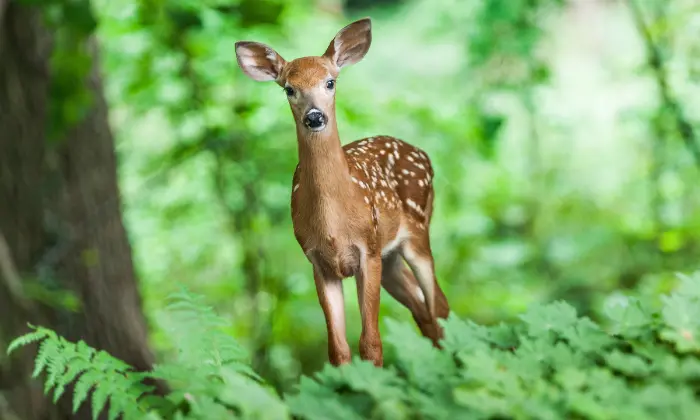 cute deer names