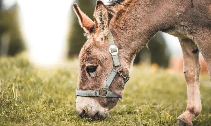 cute donkey names