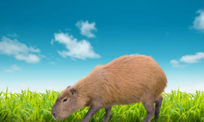 cute names for capybaras