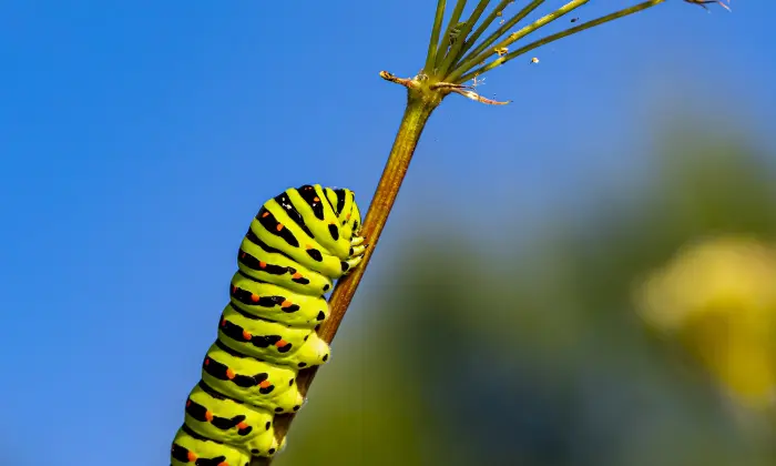 cute names for caterpillars