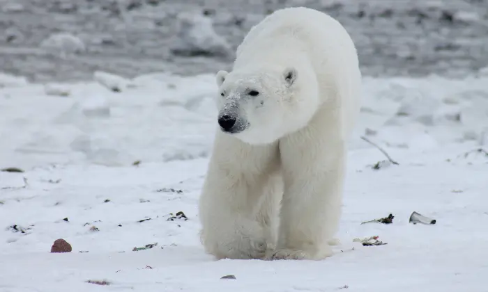 cute polar bear names