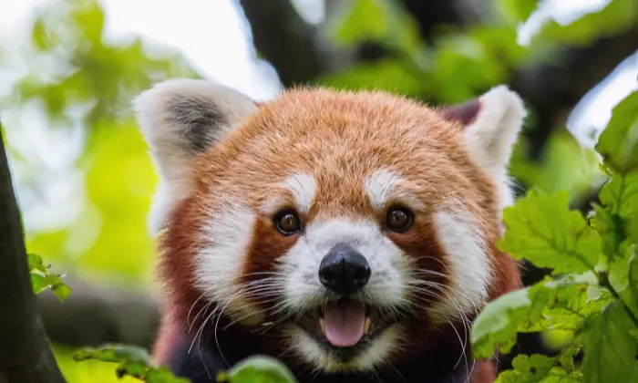 cute red panda names