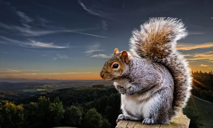 cute squirrel names