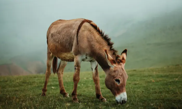 donkey names male