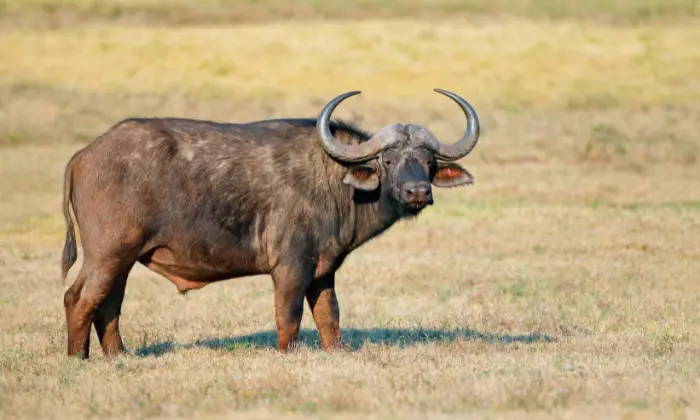 female buffalo name