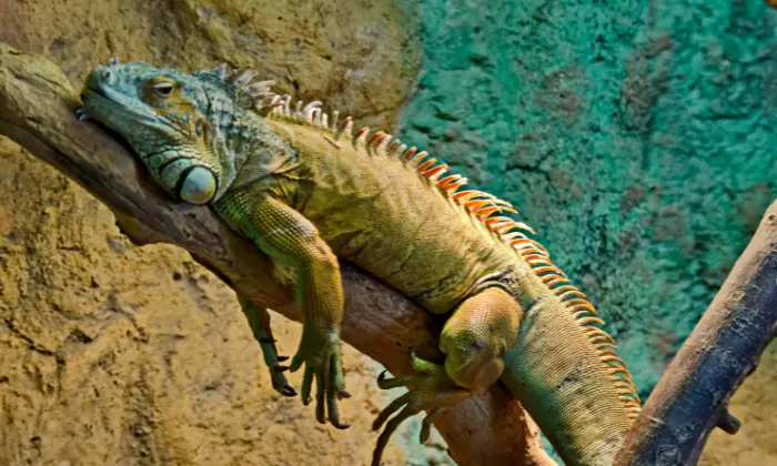 female iguana names