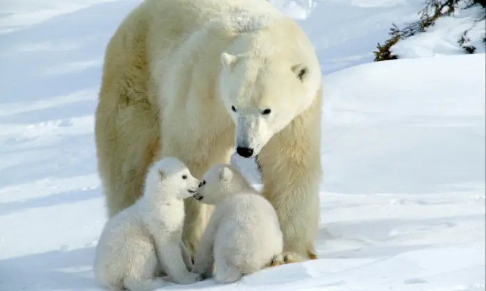 female polar bear names