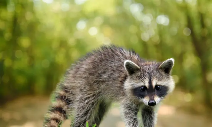 female raccoon names