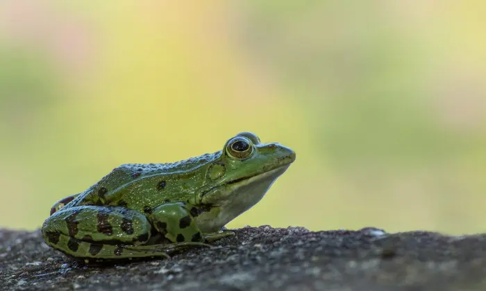 frog names