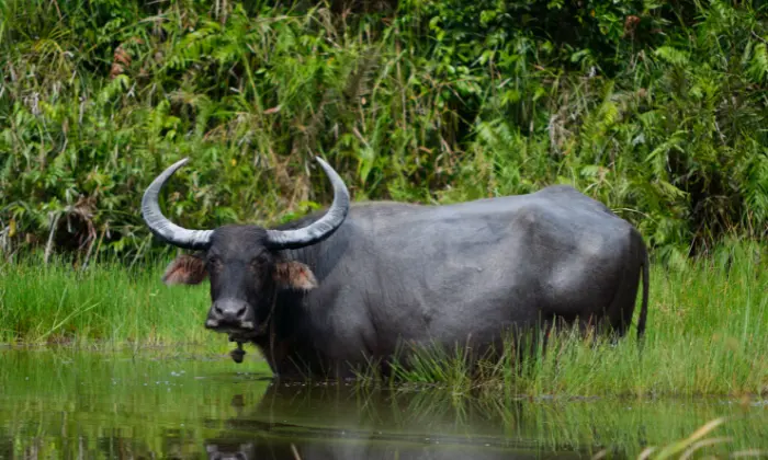 funny buffalo names