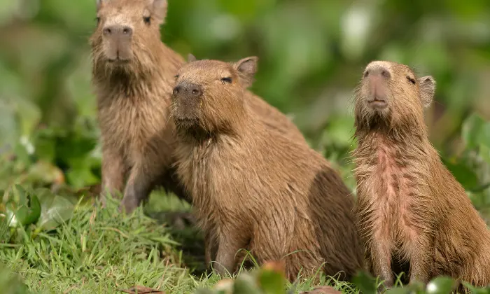 funny capybara names