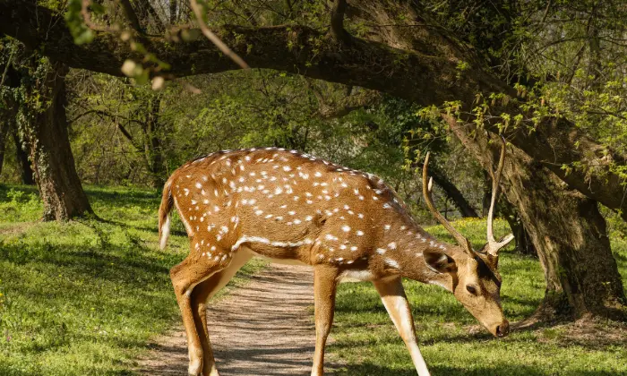 funny deer names