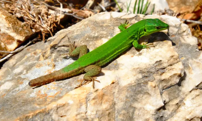 funny lizard names