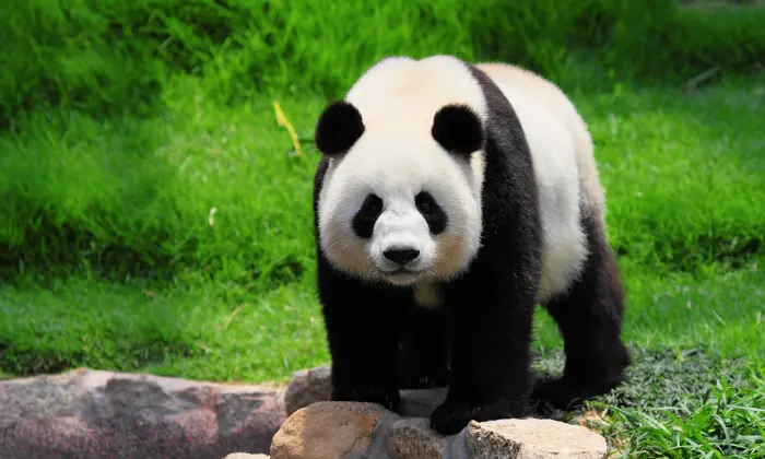 funny panda names