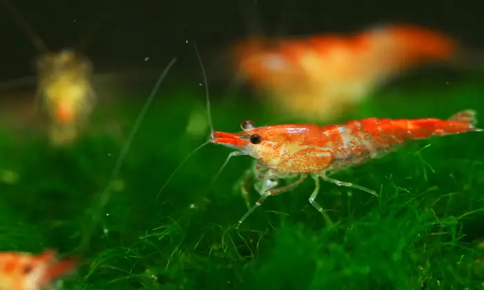 funny shrimp names