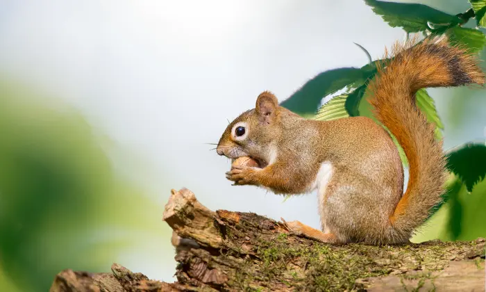 funny squirrel names