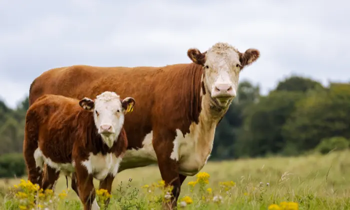 good cow names