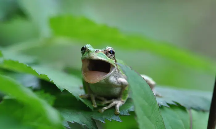 good frog names