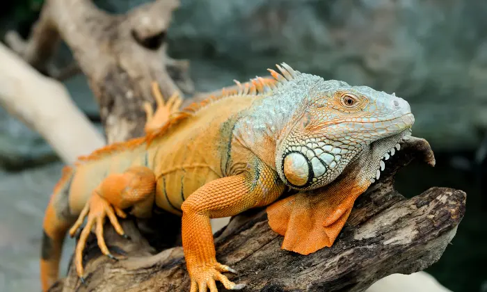 good iguana names