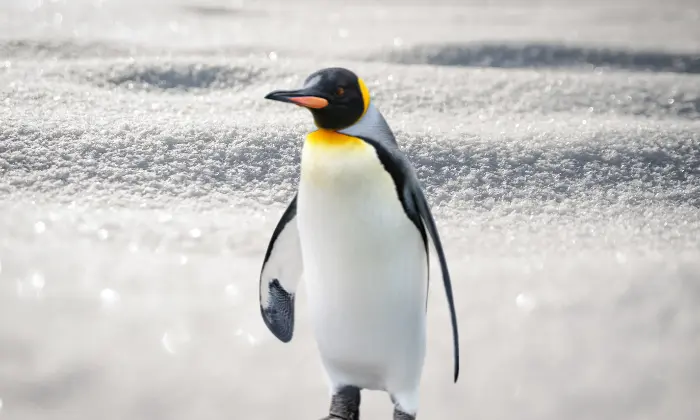 good penguin names