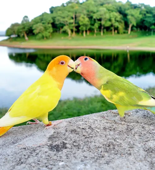 love birds couple name