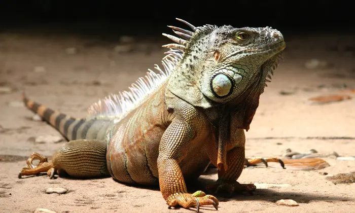 male iguana names