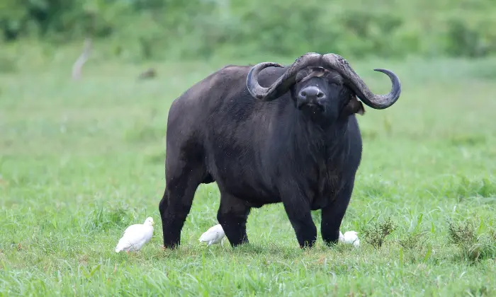 names for a buffalo