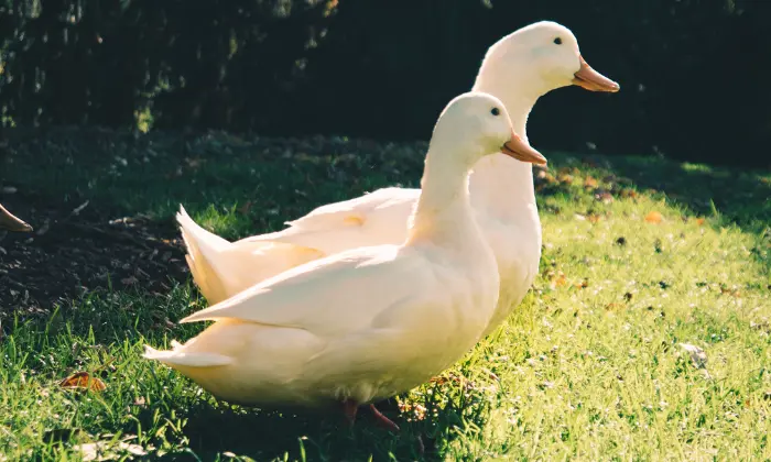 names for a ducks