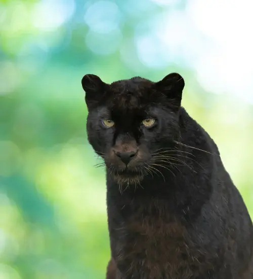 names for black panthers