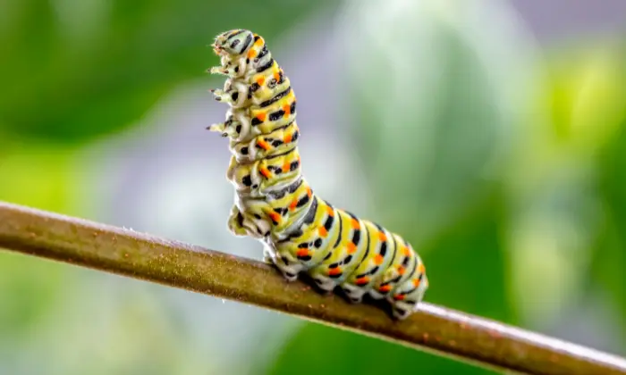 names for caterpillars