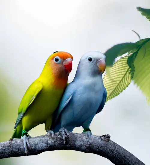 names for love birds couple