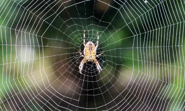 names for spiders