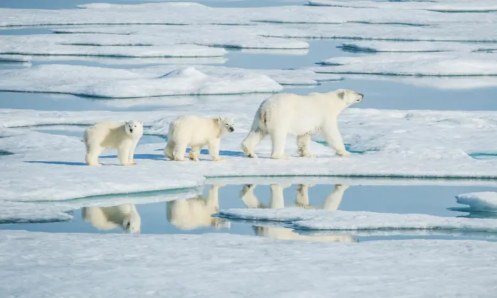 nicknames for polar bears