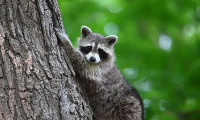 nicknames for raccoons