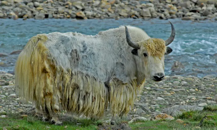 ox female name