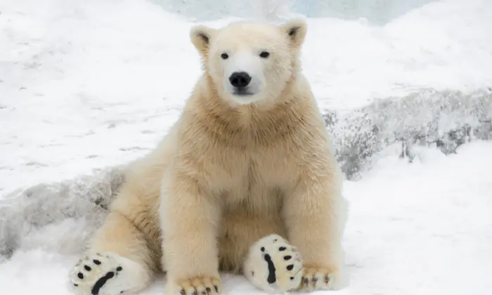 polar bear names male