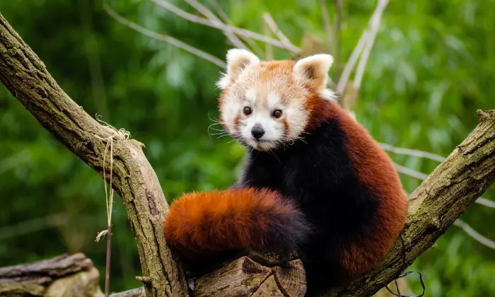 red panda name generator